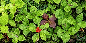 Quebec, Havre-Saint-Pierre, Canada. Archipelago National Park, Canadian bunchberry