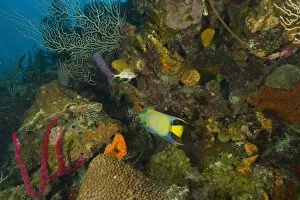Images Dated 11th May 2004: Queen Angelfish, colorful tropical reef, Half Moon Caye, World Heritage Site, Belize