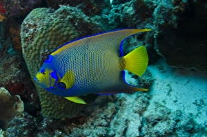 Netherlands Antilles Prints: Queen Angelfish (Holacanthus ciliaris), Bonaire, Netherlands Antilles, Caribbean