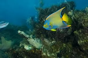 Images Dated 7th March 2007: Queen Angelfish (Holacanthus ciliaris), Caribbean Scuba Diving, Roatan, Bay Islands