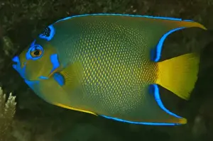 Barrier Reef Prints: Queen Angelfish (Holocanthus ciliaris) Coral Reef Island, Belize Barrier Reef. Second