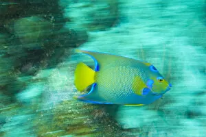 Images Dated 12th March 2007: Queen Angelfish (Holocanthus ciliaris), Utila, North Side, Bay Islands, Honduras