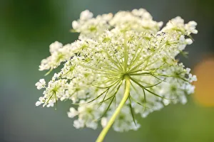 Queen Annes lace flower