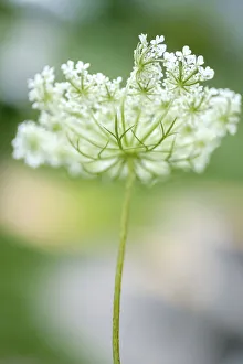 Queen Annes lace flower
