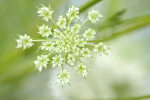Queen Annes lace flower