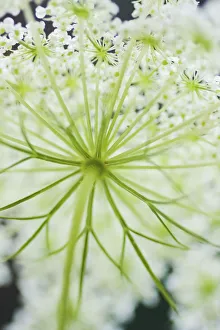 Queen Annes lace flower