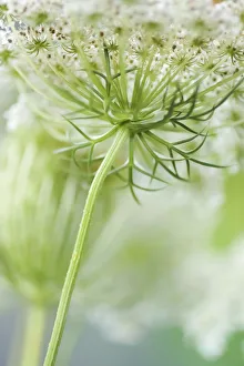Queen Annes lace flower