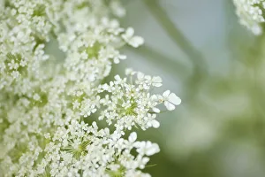 Queen Annes lace flower