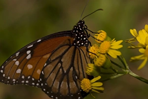 Insecta Prints: The Queen butterfly (Danaus gilippus), native to the southern United States to Panama