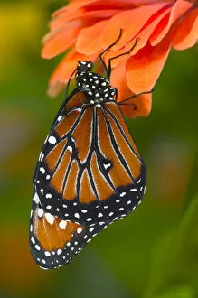 Images Dated 23rd July 2005: Queen Butterfly, Danaus gilippus