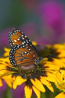 Images Dated 22nd June 2005: Queen Butterfly, Danaus gilippus