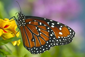 Images Dated 21st June 2005: Queen Butterfly, Danaus gilippus
