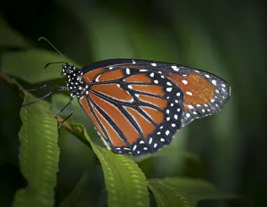 Milkweed Butterfly Prints: Queen butterfly, Danaus gilippus, Florida