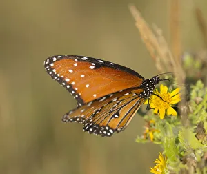 Queen butterfly getting nectar from flower, Danaus gilippus, Welder Flats, Texas Queen butterfly getting nectar from flower, Danaus gilippus, Welder Flats, Texas