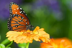 Queen Butterfly on marigold, Sammamish Washington