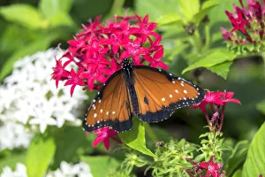 Wingspan Prints: Queen butterfly, red Pentas, USA