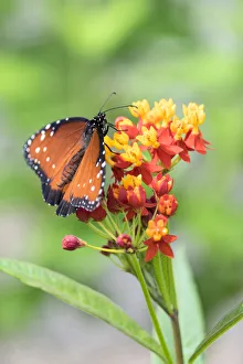 Redhead Prints: Queen butterfly, Scarlet Milkweed, USA