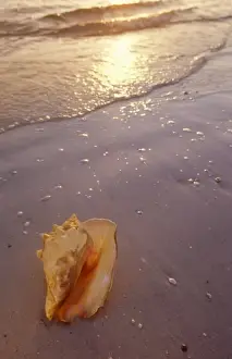 Queen conch onshore before sunset (Strombus gigas Linne) Florida