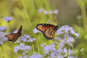 Grassland Prints: Queen (Danaus gilippus), adult feeding on blooming Greggs Mistflower (Conoclinium greggii)