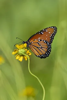 Mimic Prints: Queen (Danaus gilippus) butterfly on sunflower