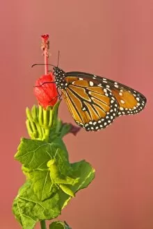 Images Dated 16th October 2007: Queen (Danaus gilippus) nectoring on Turks Cap flower, s. Texas, USA