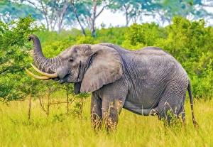 Queen Elizabeth National Park, Uganda, Africa. Portrait of large male African bush elephant feeding in the park