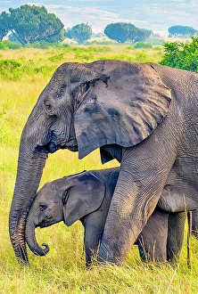 Mother Prints: Queen Elizabeth National Park, Uganda