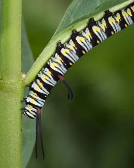 Milkweed Prints: Queen larvae or caterpillar, Danaus gilippus, Florida