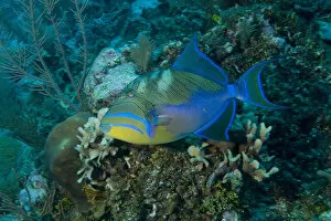 Images Dated 3rd May 2004: Queen Triggerfish (Balistes vetula) Ambergris Caye, Hol Chan Marine Preserve, Belize