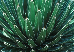 Agave Prints: This Queen Victoria agave plant was on display at the Albuquerque botanical Gardens