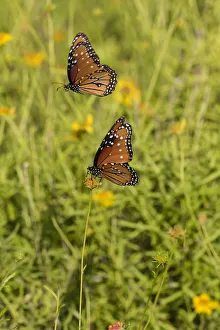 Queens (Danaus gilippus) butterfly pair in breeding activity