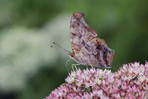 Images Dated 5th September 2020: Question mark butterfly, Creasey Mahan Nature Preserve, Kentucky