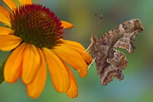 Zinnia Prints: Question Mark Butterfly, Polygonia interrogationis female