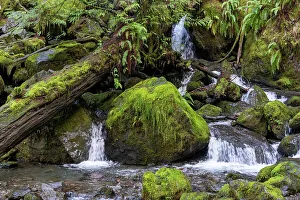 Fern Prints: Quinault, Washington State, USA. Merriman Falls in the Quinault Rainforest