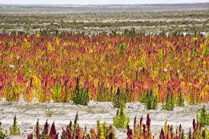 Bolivia Prints: Quinoa field plantation, Uyuni, Potosi Department, Bolivia