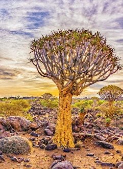 Kokerboom Prints: Quiver Tree Forest, Namibia, Africa