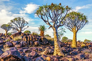 National Monument Prints: Quiver Tree Forest, Namibia, Africa