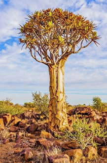 Quiver Tree Forest, Namibia, Africa. Portrait of unusual species of aloe, growing in a small forest