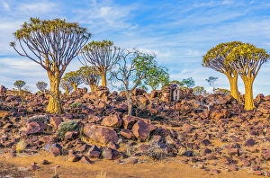 Kokerboom Prints: Quiver Tree Forest, Namibia, Africa