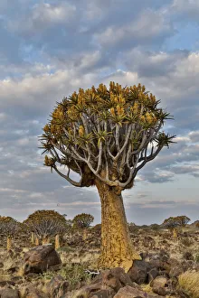 Images Dated 26th June 2017: Quiver trees landscape, Namibia