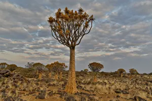 Images Dated 26th June 2017: Quiver trees landscape, Namibia