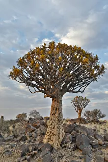 Images Dated 27th June 2017: Quiver trees landscape, Namibia