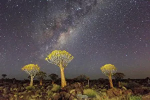 Milky Way Prints: Quiver trees landscape at night with Milky Way, Namibia