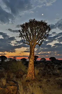 Images Dated 26th June 2017: Quiver trees landscape at sunrise, Namibia