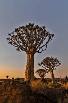 Aloe Prints: Quiver trees landscape at sunrise, Namibia