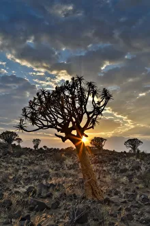Images Dated 27th June 2017: Quiver trees landscape at sunrise, Namibia