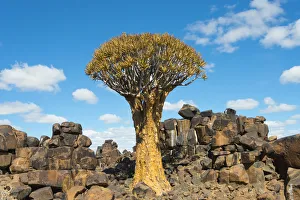 Images Dated 10th September 2018: Quiver trees and rock piles in Kalahari Desert, Karas Region, Namibia