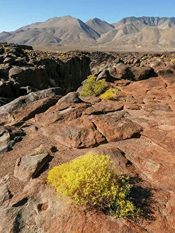 Basalt Prints: Rabbitbrush in foreground of rocky (basalt) landscape