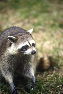 RACCOON