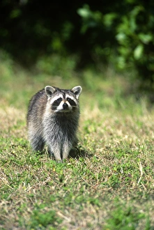Images Dated 5th February 2010: RACCOON